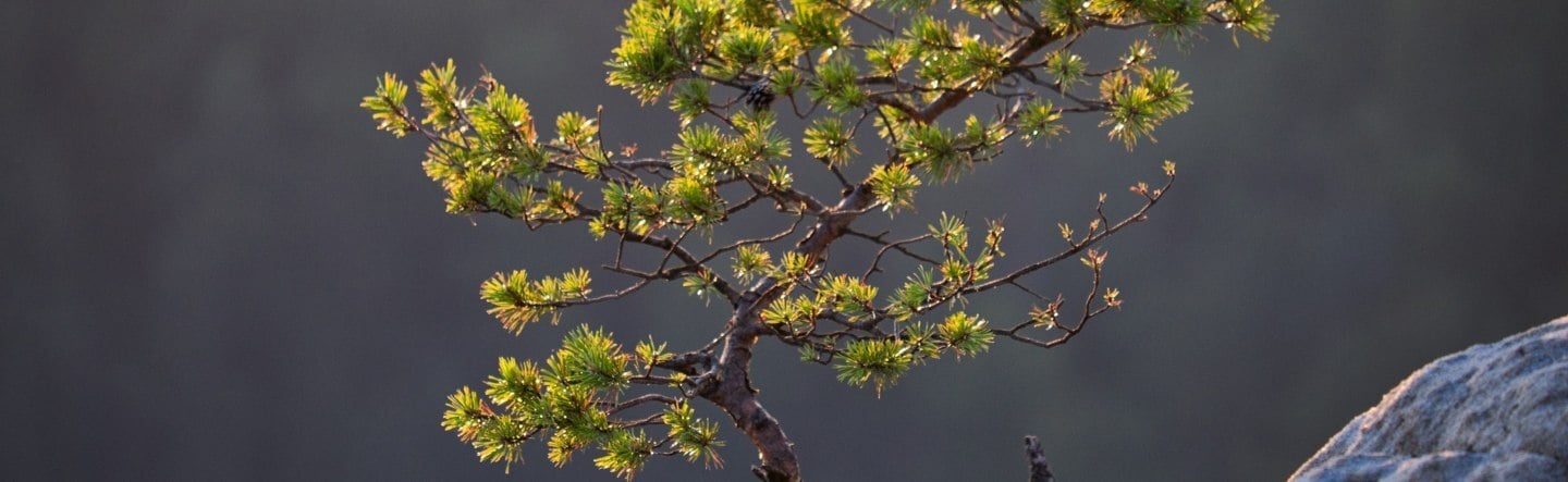 GROW with SAP: How Companies Can Borrow 50 Years of ERP Experience Without Hiring a Consultant