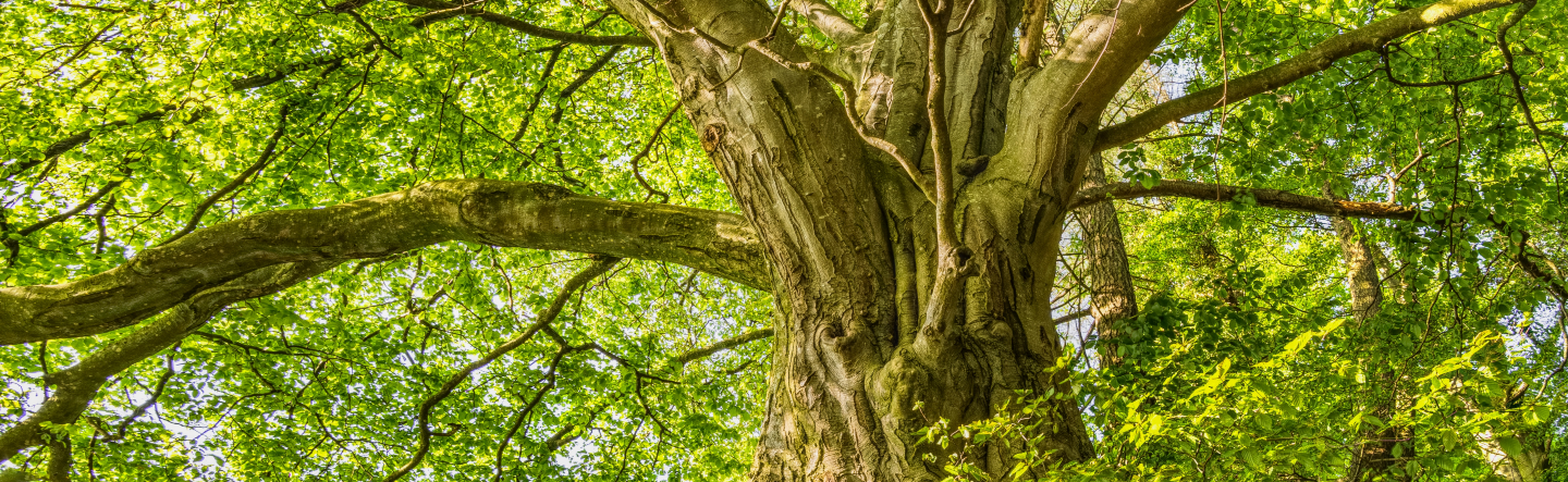 What Is GROW with SAP?