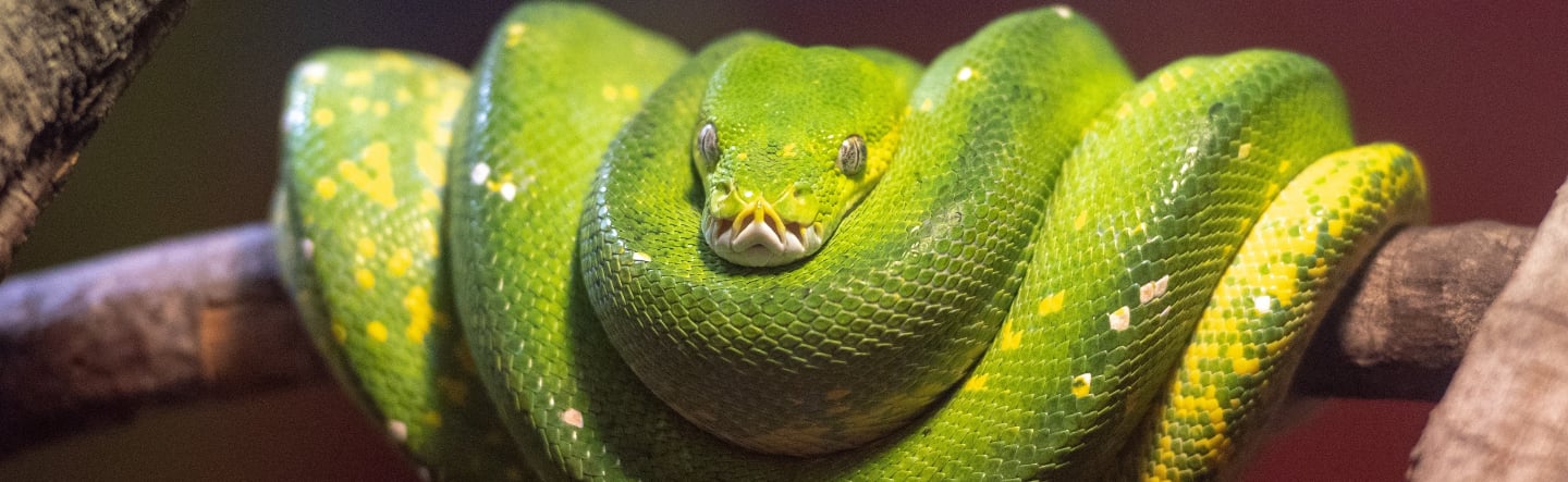 Python for SAP Developers: Why Learn Python and How to Get Started with VS Code, Git, and AI Extensions