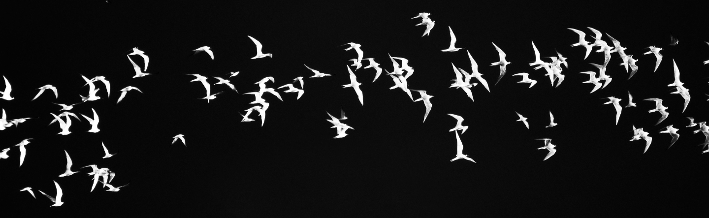 SAP S/4HANA Migration Options and Considerations