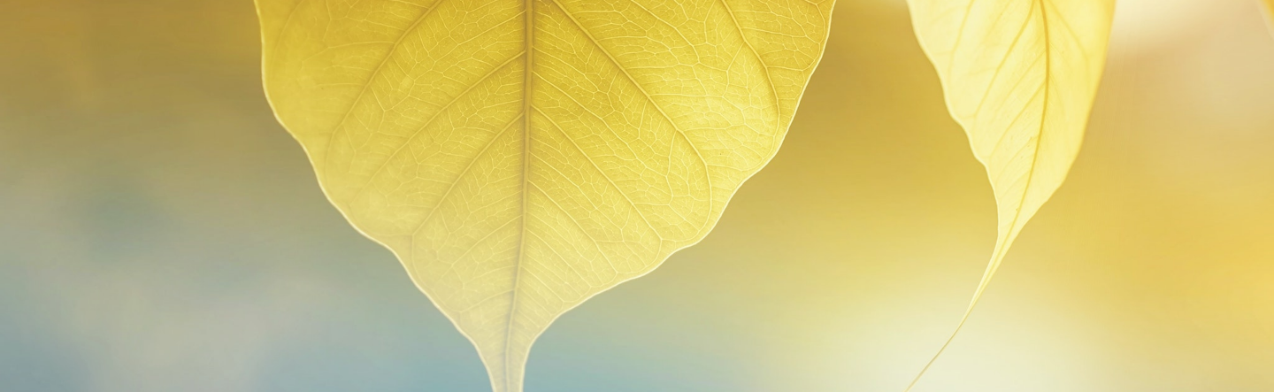 What Are the Five SAP BTP Development Environments?