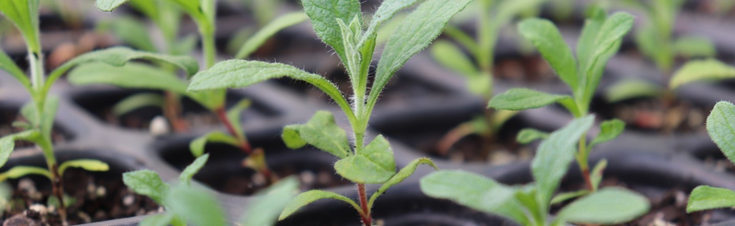 What Is the SAP Green Ledger?